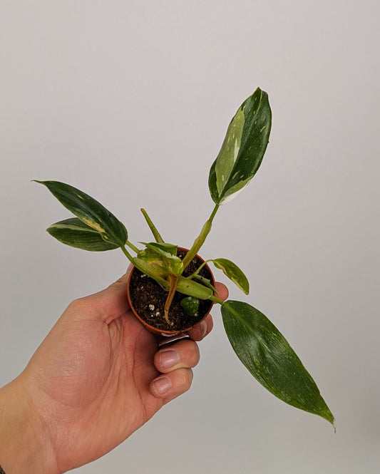 Philodendron White Princess 6cm Pot Houseplant
