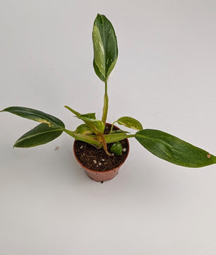 Philodendron White Princess 6cm Pot Houseplant