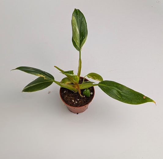 Philodendron White Princess 6cm Pot Houseplant