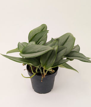 20cm Scindapsus Treubii Moonlight Pothos Collectors Plant 12cm Pot