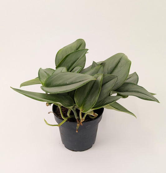 20cm Scindapsus Treubii Moonlight Pothos Collectors Plant 12cm Pot