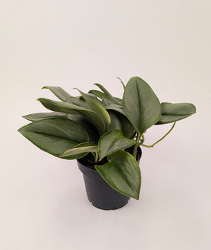 20cm Scindapsus Treubii Moonlight Pothos Collectors Plant 12cm Pot