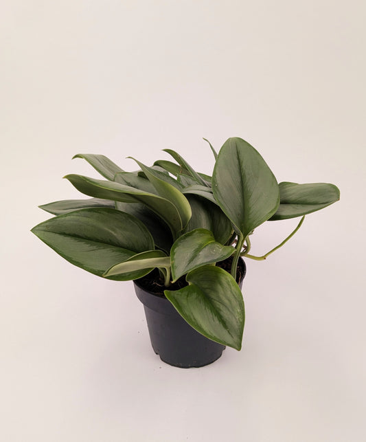 20cm Scindapsus Treubii Moonlight Pothos Collectors Plant 12cm Pot