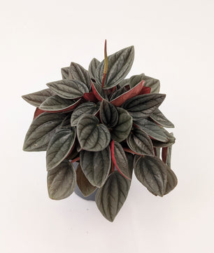 Peperomia Caperata "Santorini" 12cm Pot Houseplant