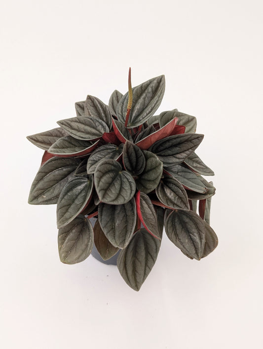 Peperomia Caperata "Santorini" 12cm Pot Houseplant