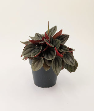 Peperomia Caperata "Santorini" 12cm Pot Houseplant
