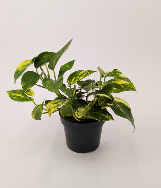 25cm Epipremnum Gold N'Joy Pothos 12cm Pot