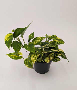 25cm Epipremnum Gold N'Joy Pothos 12cm Pot