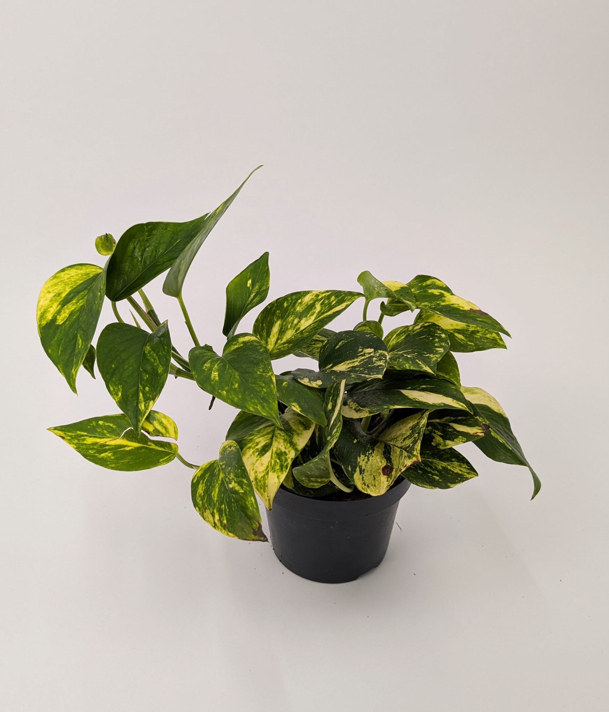 25cm Epipremnum Gold N'Joy Pothos 12cm Pot