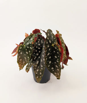 25 - 35cm Begonia Maculata "Polka Dot" 13cm Pot Houseplant
