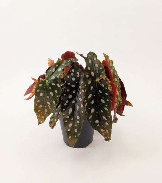 25 - 35cm Begonia Maculata "Polka Dot" 13cm Pot Houseplant