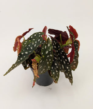 25 - 35cm Begonia Maculata "Polka Dot" 13cm Pot Houseplant