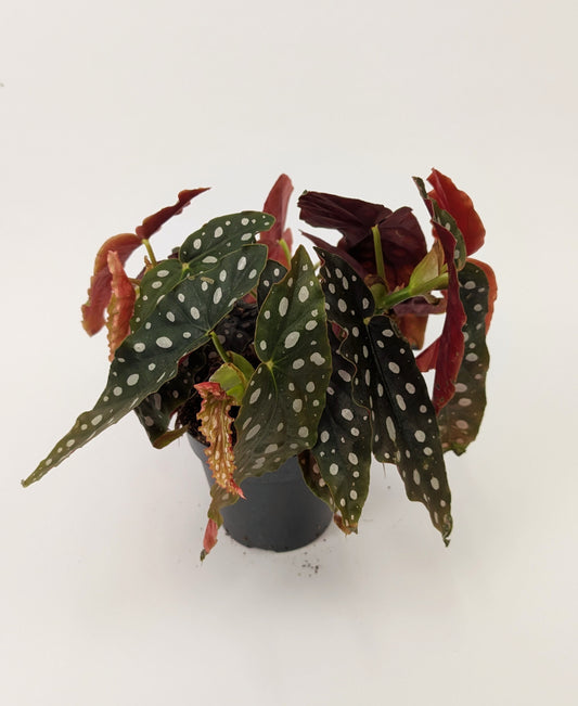 25 - 35cm Begonia Maculata "Polka Dot" 13cm Pot Houseplant