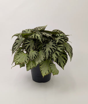 Begonia Silver Jewel 15cm Pot Houseplant