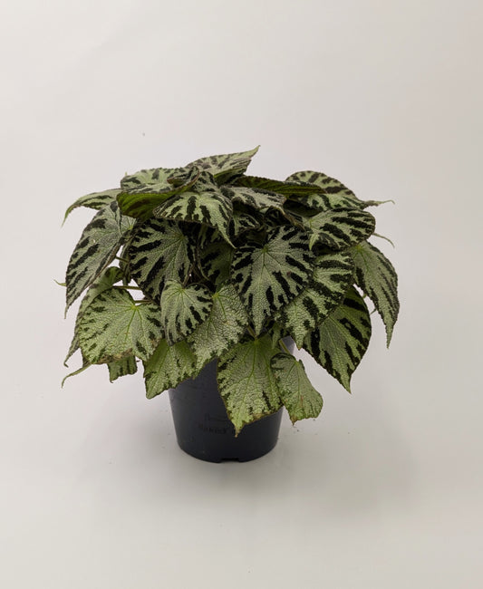 Begonia Silver Jewel 15cm Pot Houseplant