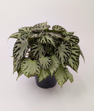 Begonia Silver Jewel 15cm Pot Houseplant