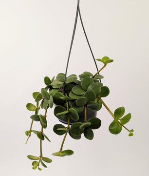 Peperomia Hope 30cm in 14cm Hanging Pot
