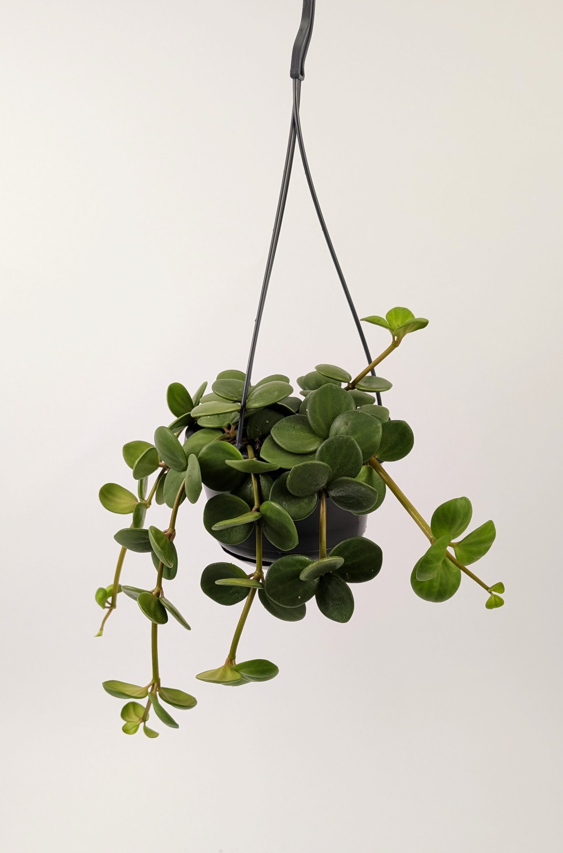 Peperomia Hope 30cm in 14cm Hanging Pot