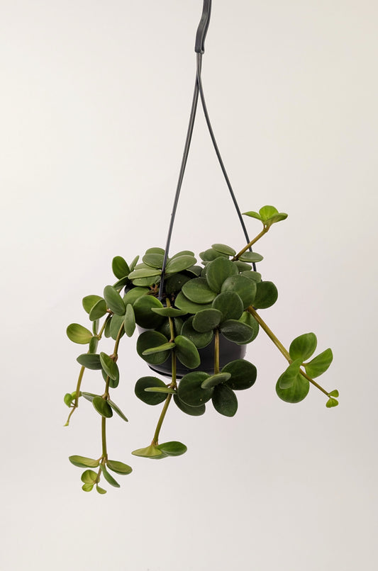 Peperomia Hope 30cm in 14cm Hanging Pot