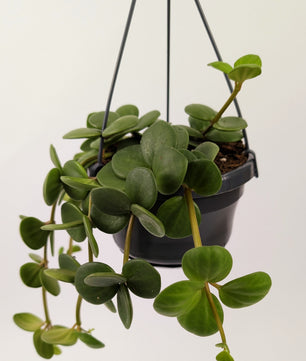 Peperomia Hope 30cm in 14cm Hanging Pot