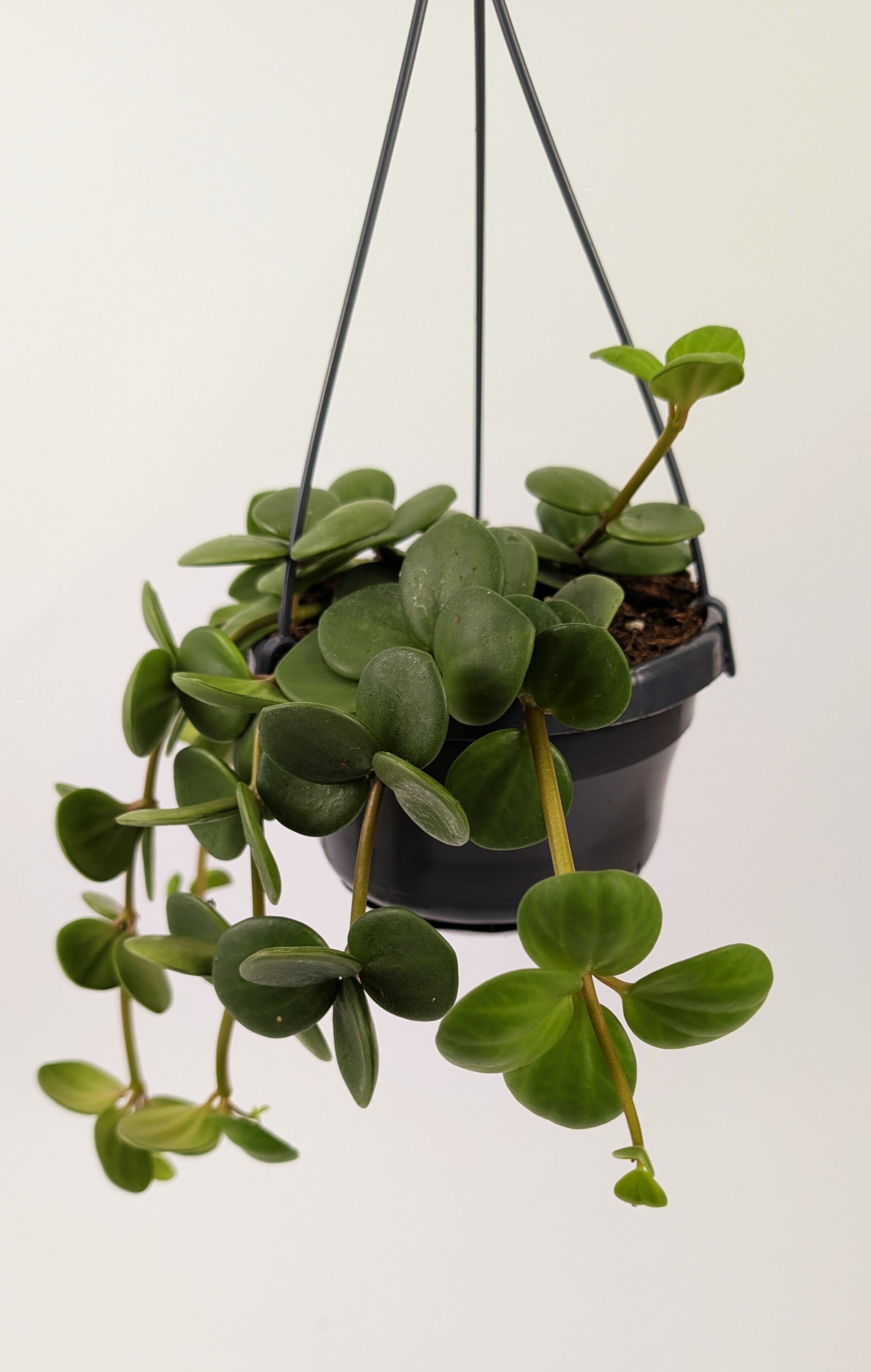Peperomia Hope 30cm in 14cm Hanging Pot