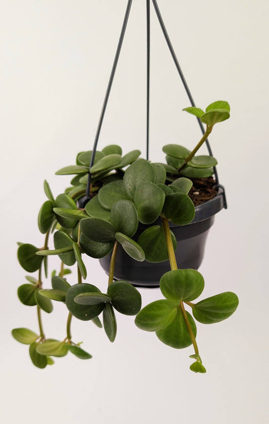 Peperomia Hope 30cm in 14cm Hanging Pot