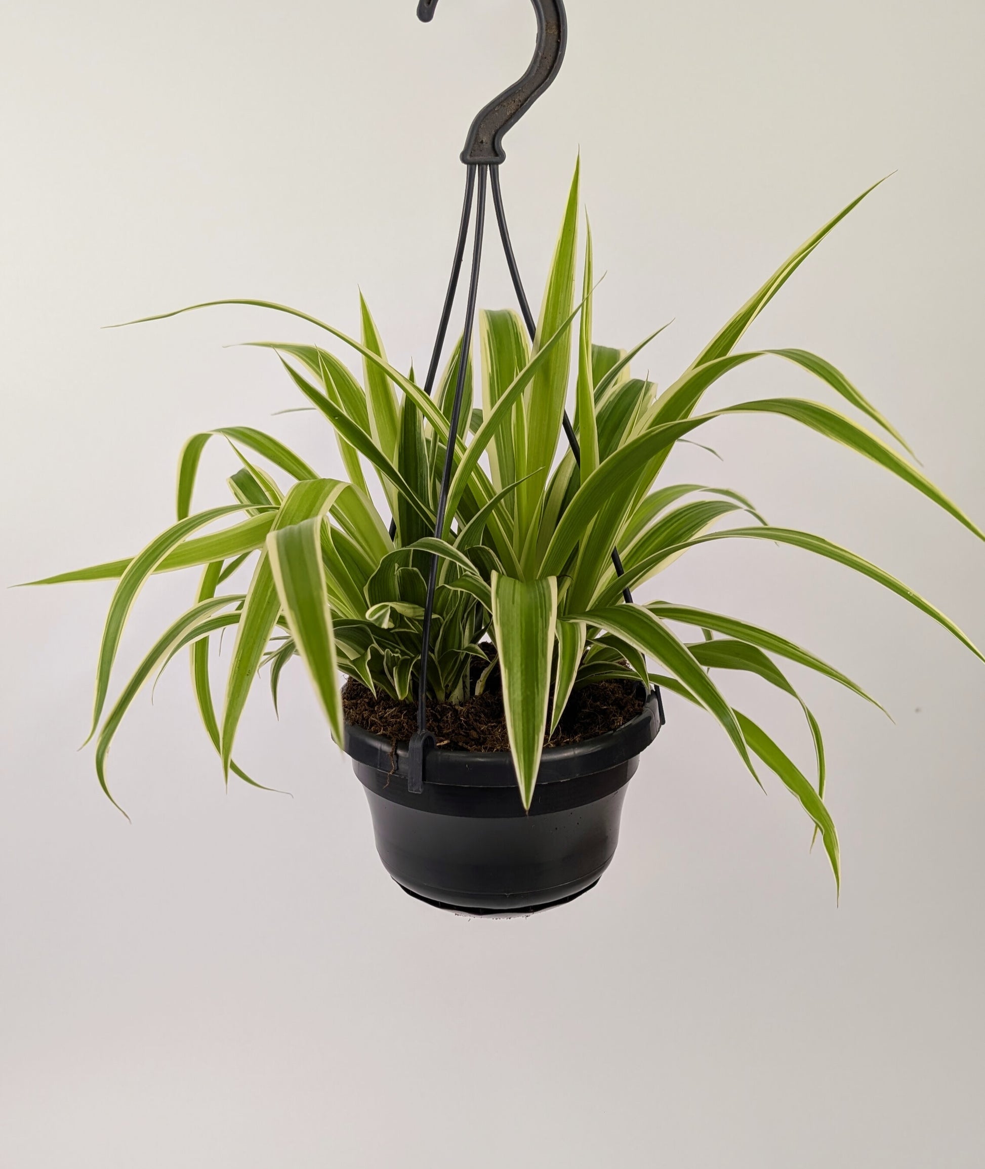 20cm Chlorophytum Vittatum Spider Plant 14cm Hanging Pot Houseplant
