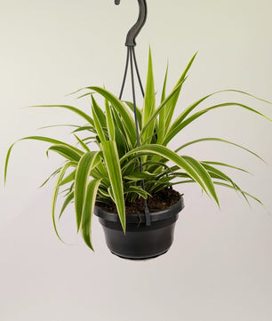 20cm Chlorophytum Vittatum Spider Plant 14cm Hanging Pot Houseplant