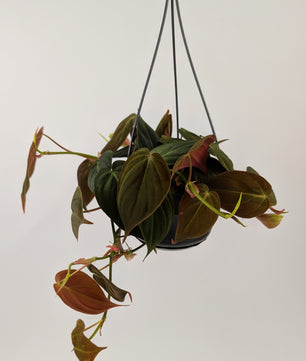 Philodendron Mican 14cm Hanging Pot Houseplant
