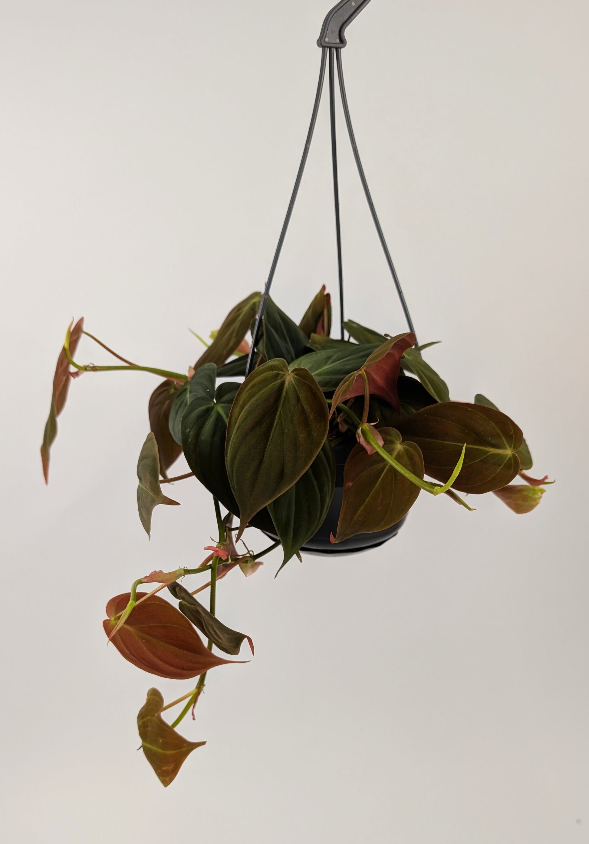 Philodendron Mican 14cm Hanging Pot Houseplant
