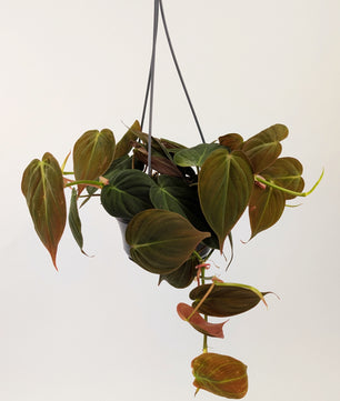 Philodendron Mican 14cm Hanging Pot Houseplant