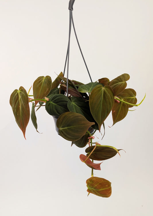 Philodendron Mican 14cm Hanging Pot Houseplant