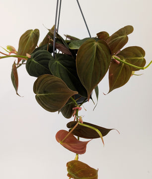 Philodendron Mican 14cm Hanging Pot Houseplant