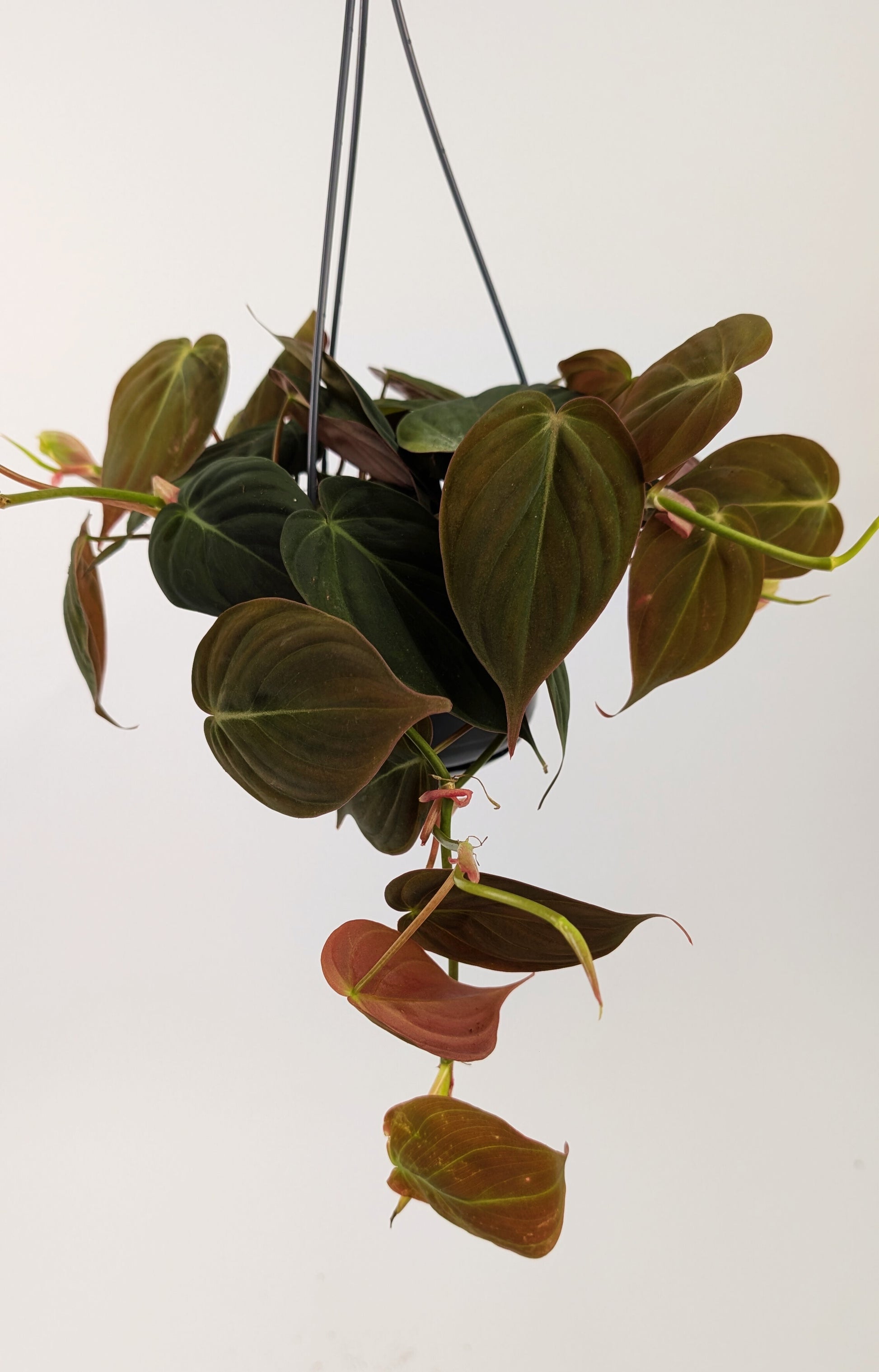 Philodendron Mican 14cm Hanging Pot Houseplant