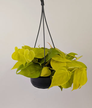 Philodendron Lemon Mican Pothos 14cm Pot Hanging Houseplant