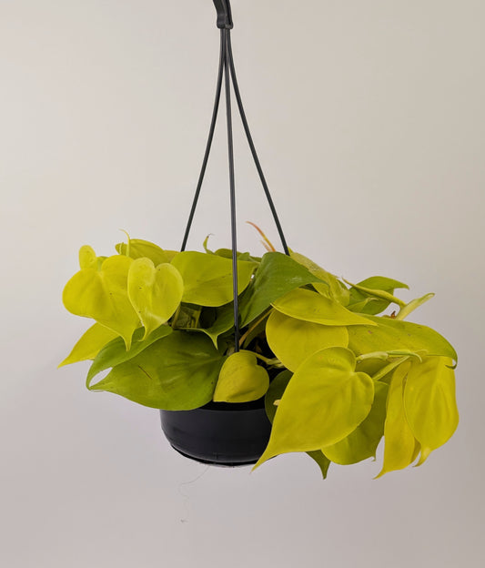 Philodendron Lemon Mican Pothos 14cm Pot Hanging Houseplant