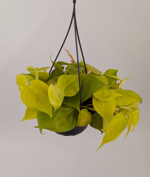 Philodendron Lemon Mican Pothos 14cm Pot Hanging Houseplant