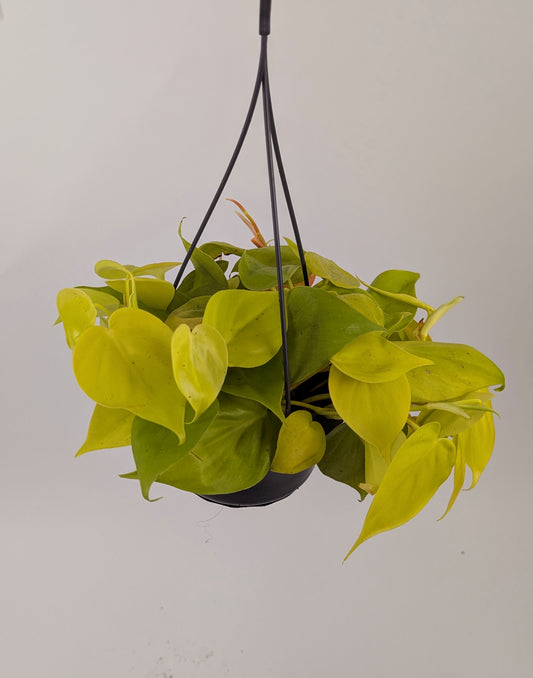 Philodendron Lemon Mican Pothos 14cm Pot Hanging Houseplant