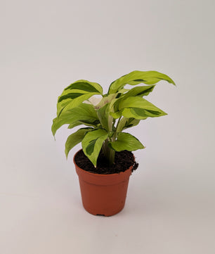 Calathea Yellow Fusion Exotic Prayer Plant 7cm Pot Houseplant