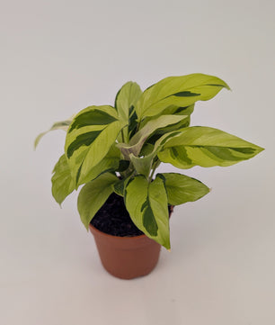 Calathea Yellow Fusion Exotic Prayer Plant 7cm Pot Houseplant