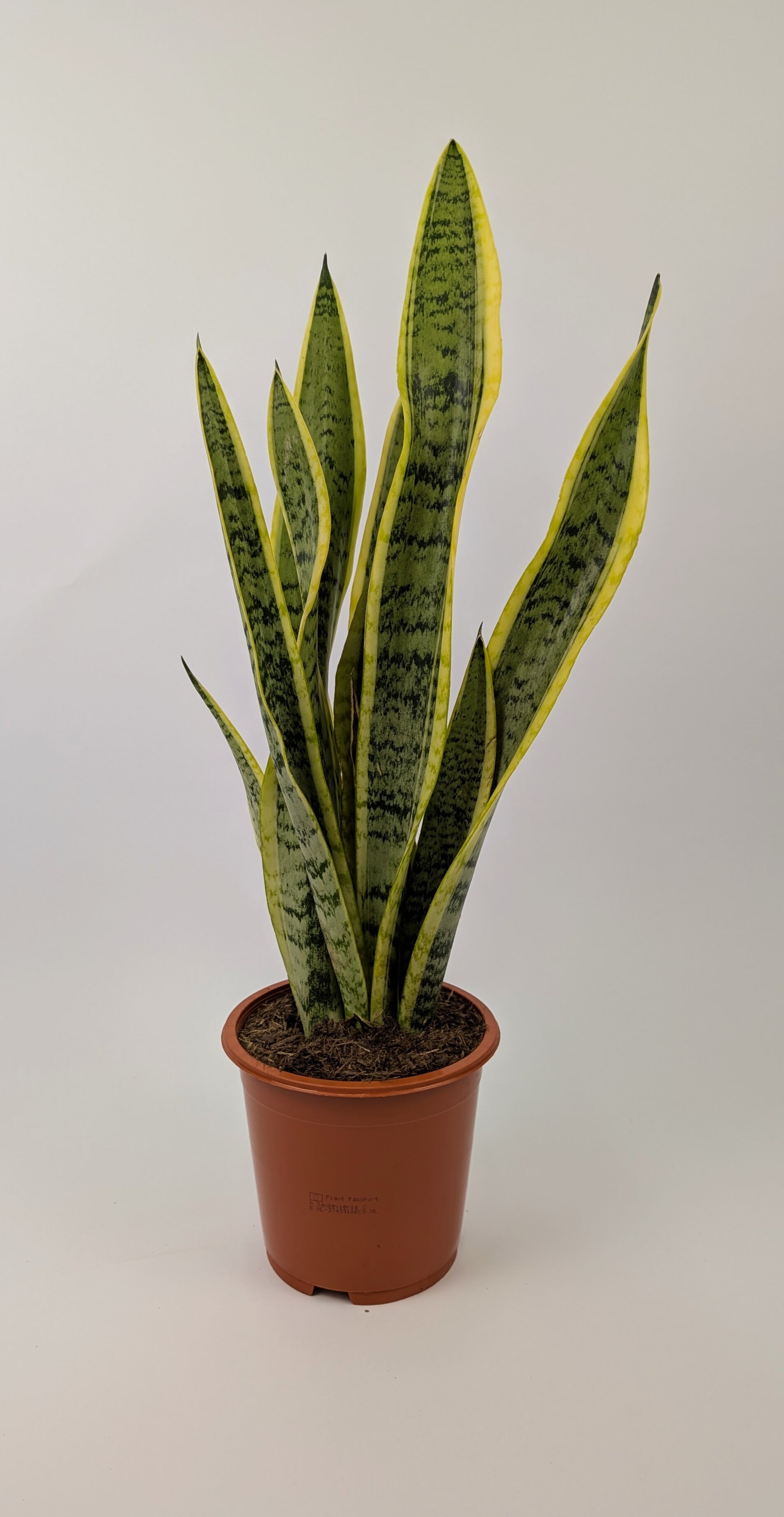 50 - 60cm Sansevieria Laurentii 17cm Pot Houseplant