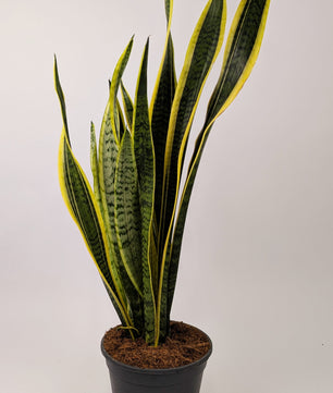 60 - 80cm Sansevieria Laurentii 19cm Pot Houseplant