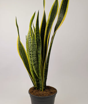 60 - 80cm Sansevieria Laurentii 19cm Pot Houseplant