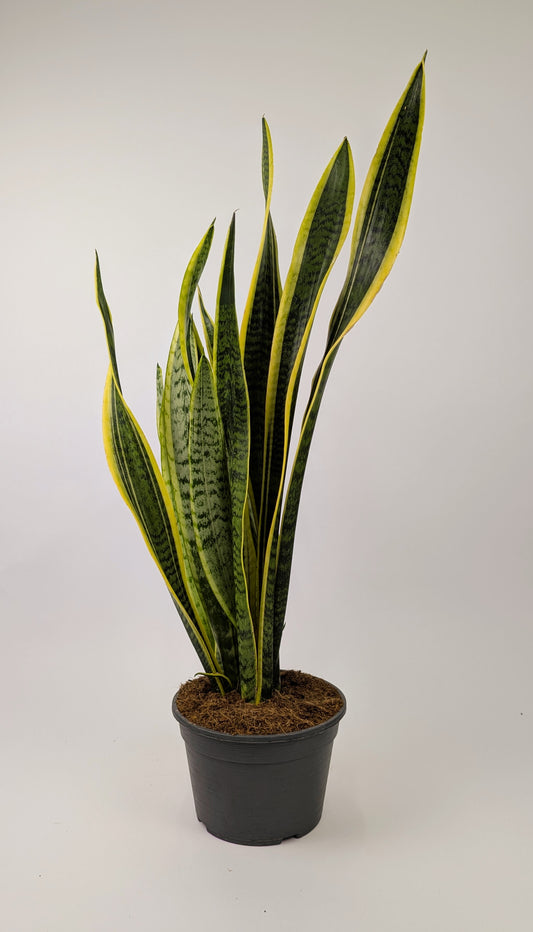 60 - 80cm Sansevieria Laurentii 19cm Pot Houseplant
