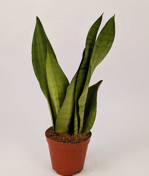 Sansevieria Moonshine Snake Plant 12cm Pot House Plant