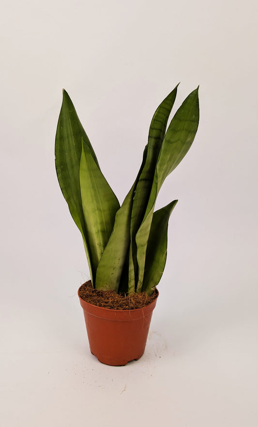 Sansevieria Moonshine Snake Plant 12cm Pot House Plant