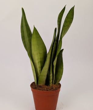 Sansevieria Moonshine Snake Plant 12cm Pot House Plant