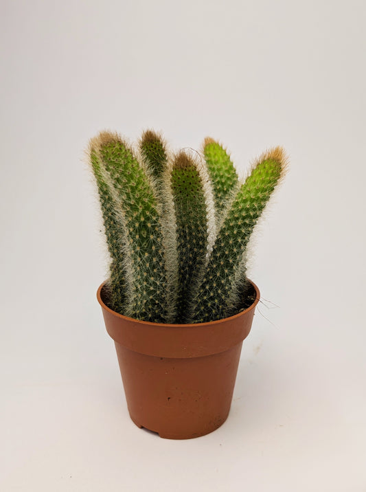 10 - 15cm Monkey Tail Cactus in 9cm Pot