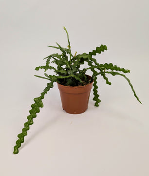 20cm Fishbone Cactus Epiphyllum Anguliger 12cm Pot Houseplant