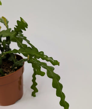 20cm Fishbone Cactus Epiphyllum Anguliger 12cm Pot Houseplant